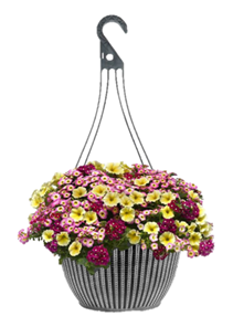 Designer Hanging Baskets - Andy Mast Greenhouses