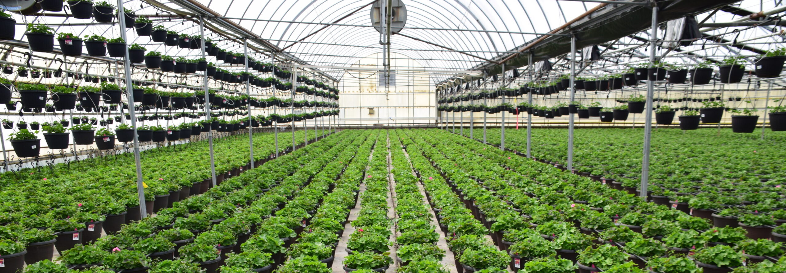 Contact Us - Andy Mast Greenhouses